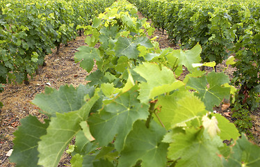 Image showing Vines growing in vineyard, loire valley, france