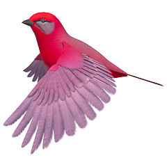 Image showing Songbird Tanager