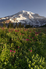 Image showing Late Summer Wildflowers Mt. Rainier National Park Skyline Trail