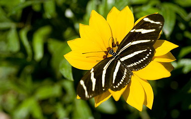 Image showing Zebra Longwing Butterfly