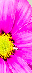 Image showing Dyed Daisy Flower White Orange Petals Green Carpels Close up