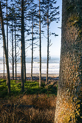 Image showing Trees Line Higher Ground Above Paciifc Ocean Beach Shoreline