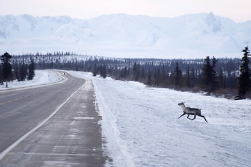 Image showing Wild Reindeer Caribou Attempts to Cross Icy Highway Northern Ala