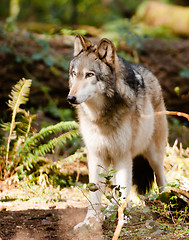 Image showing North American Timberwolf Wild Animal Wolf Canine Predetor Meat 