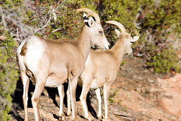 Image showing Wild Animal Alpine Mountain Goats Searching for Food High Forest