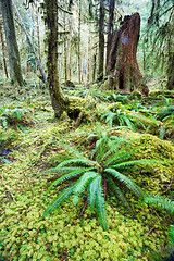 Image showing Cedar Trees Deep Forest Green Moss Covered Growth Hoh Rainforest