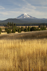 Image showing Golden Grassland Countryside Mount Adams Mountain Farmland Lands