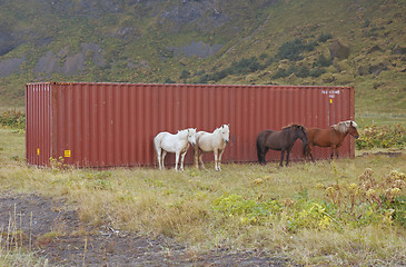 Image showing Icelandic horses