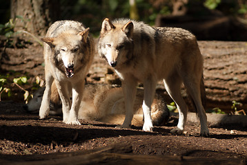 Image showing Wild Animal Wolf Pair Standing Playing North American Wildlife