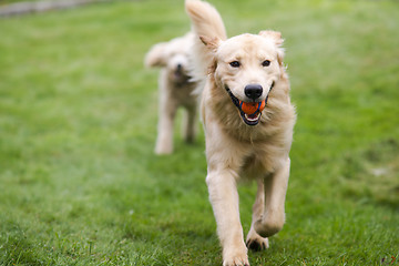 Image showing Happy Golden Retreiver Dog with Poodle Playing Fetch Dogs Pets