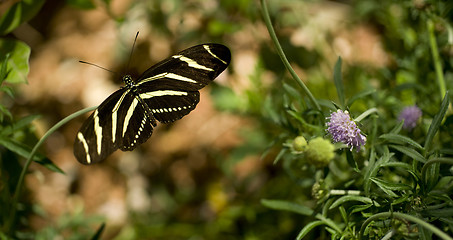 Image showing Zebra Longwing