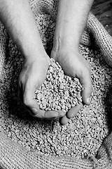 Image showing Hands in Coffee Beans