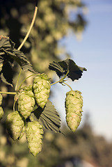 Image showing Hops Plants Buds Growing in Farmer's Field Oregon Agriculture