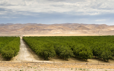 Image showing Lush Green Orchard Farm Land Agriculture Field California United