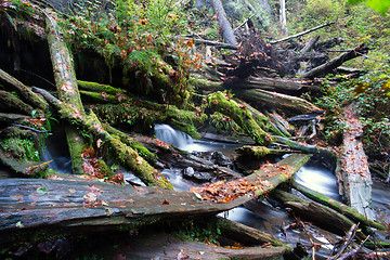 Image showing Rain Forest Stream Covered Fallen Logs Woods Jungle Outback Trav