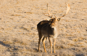 Image showing Beautiful Engaged Wildlife Young Male Buck Deer Standing Animal 