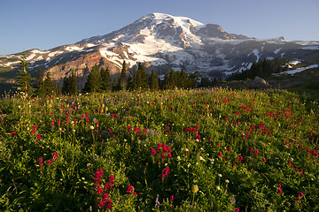 Image showing Late Summer Wildflowers Mt. Rainier National Park Skyline Trail