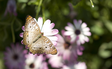 Image showing White Peacock Butterfly