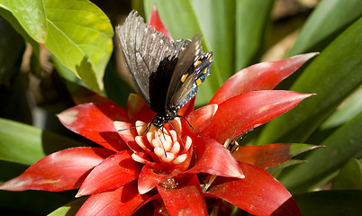 Image showing Pipevine Swallowtail Landed