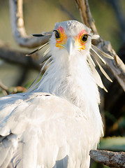 Image showing Secretary Bird Looks Back Large Raptor Animal Wildlife