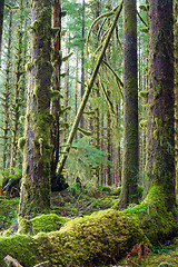 Image showing Cedar Trees Deep Forest Green Moss Covered Growth Hoh Rainforest