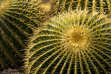 Image showing Thorny Cactus