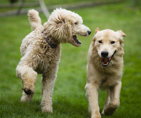 Image showing Happy Golden Retreiver Dog with Poodle Playing Fetch Dogs Pets