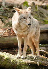 Image showing Wild Animal Coyote Stands On Stump Looking For Prey