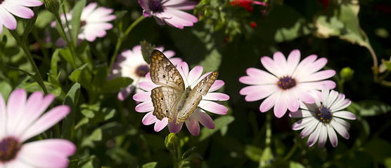 Image showing Garden Life