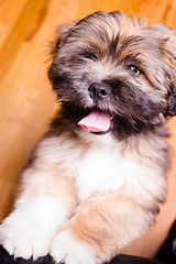 Image showing Tibetan Lhasa Apso Small Canine Dog Breed Furry Animal Creature