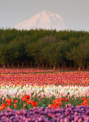 Image showing Mount Hood Fruit Orchard Tulip Field Flower Grower Farm