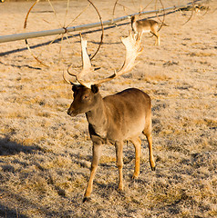 Image showing Beautiful Engaged Wildlife Young Male Buck Elk Antlers Horns