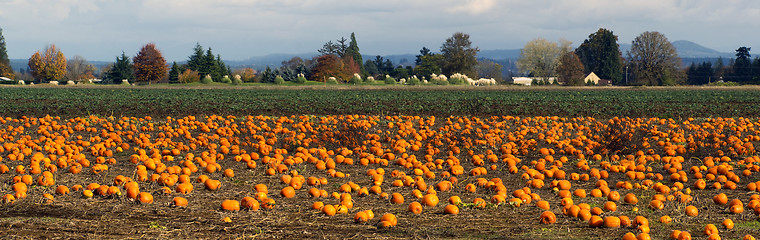 Image showing Panoramic Scene Farm Field Pumpkin Patch Vegetables Ripe Harvest