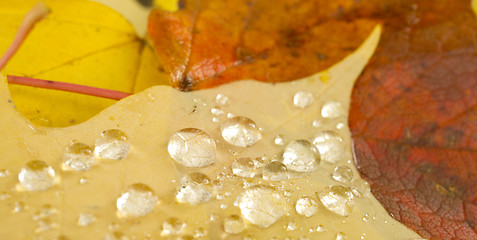 Image showing Clear Dew Water Precipitation Droplets Drops Laying Autumn Leave