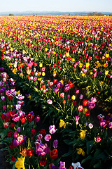 Image showing Neat Rows of Tulips Colorful Flowers Farmer's Bulb Farm