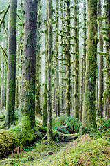 Image showing Cedar Trees Deep Forest Green Moss Covered Growth Hoh Rainforest