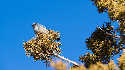 Image showing Scrub Jay Blue Bird Great Basin Region Animal Wildlife