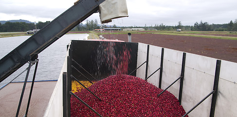 Image showing Cranberry Harvest