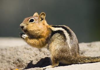 Image showing Wild Animal Chipmunk Stands Eating Filling up For Winter Hiberna