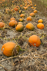 Image showing Farm Scene Halloween Vegetable Growing Autumn Pumpkins Harvest R