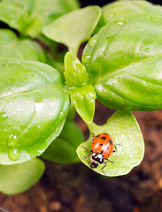 Image showing New Start PLant Sweet Basil Herb Leaf Ladybug Insect