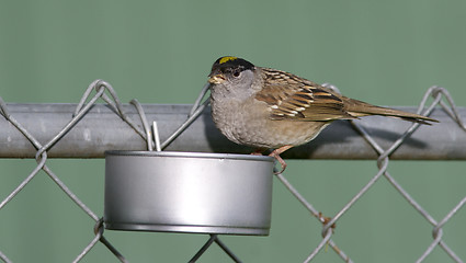 Image showing Yellow Crowned Sparrow in Home Made Backyard Wild Bird Feeder
