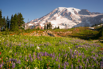 Image showing Cascade Range Rainier National Park Mountain Paradise Meadow Wil