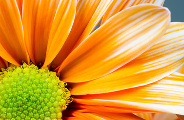 Image showing Dyed Daisy Flower White Orange Petals Green Carpels Close up