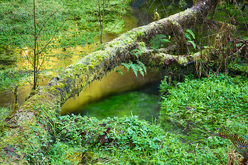 Image showing Hoh Rainforest Marsh Growth Ground Waterflow Green Water Reflect