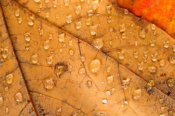 Image showing Orange Yellow Fallen Leaves Wet Dew Water Droplets Autumn