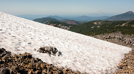 Image showing Large Breed Dog Laying Snowfield High Mountain Oregon Cascade Tr