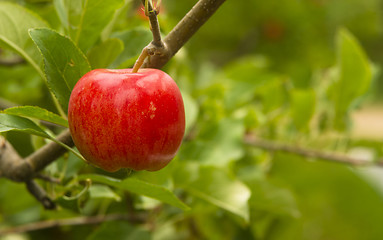 Image showing Horizontal Composition Red Apples Growing Eastern Washington Fru