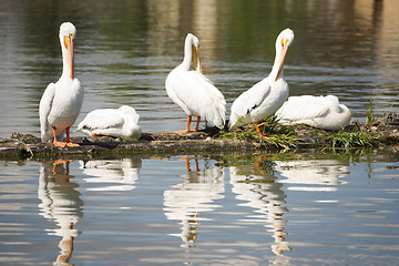 Image showing Pelican Group Birds Water Fowl Wildlife Standing Lake Klamath Or