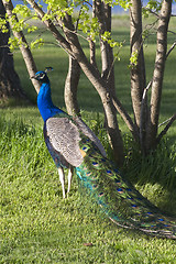 Image showing Male Bird Peacock Colorful Bird Animal Wildlife Vertical Composi